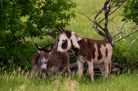 Burro
