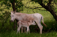 Burro
