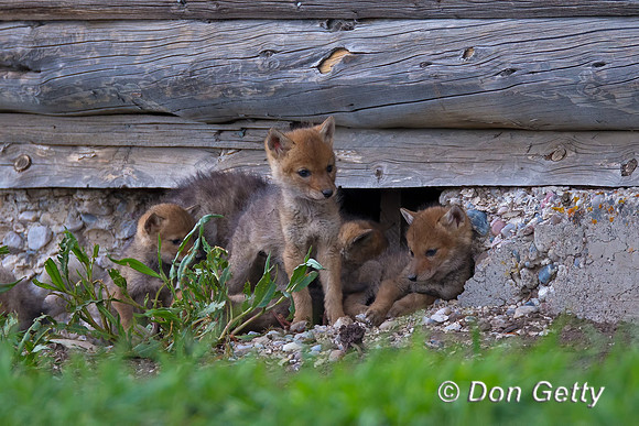 Coyote