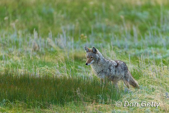 Coyote_45T2796