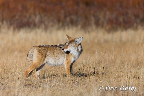 Coyote