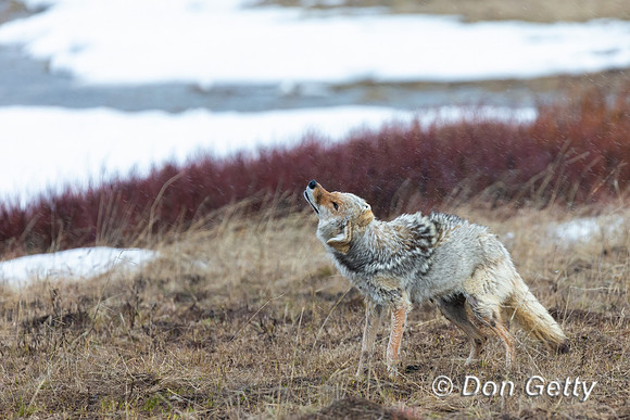 Coyote