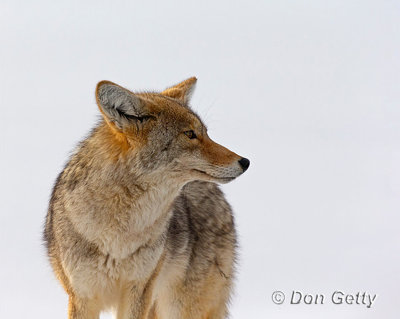 Coyote