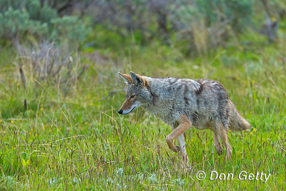 Coyote_45T2829
