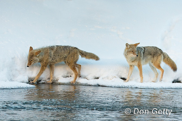 Coyote