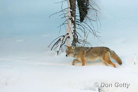 Coyote