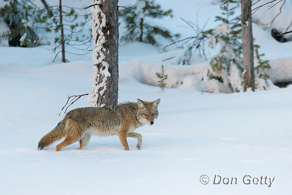 Coyote