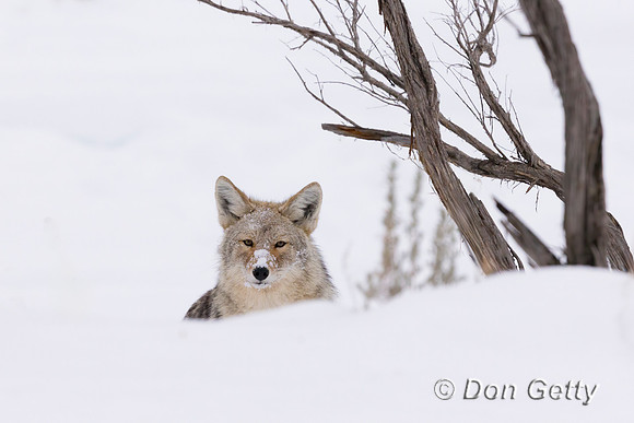 Coyote