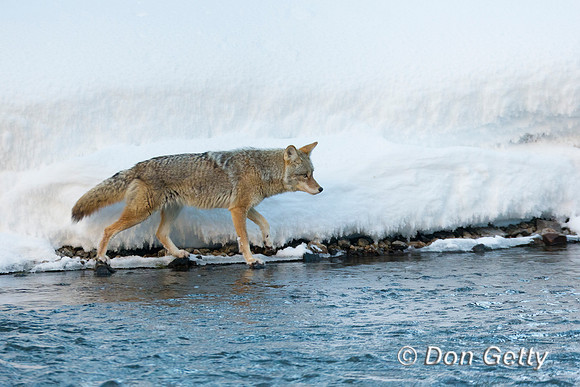 Coyote
