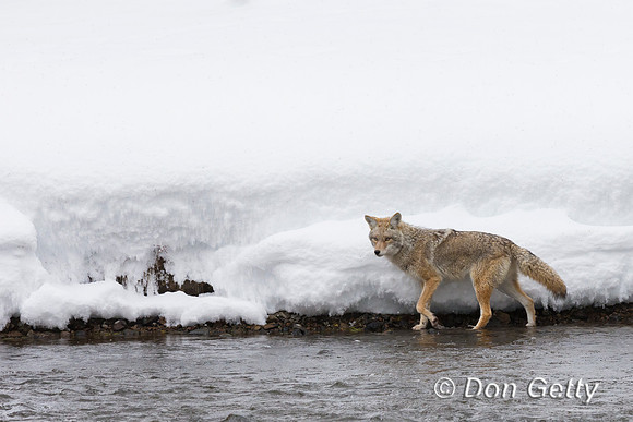 Coyote