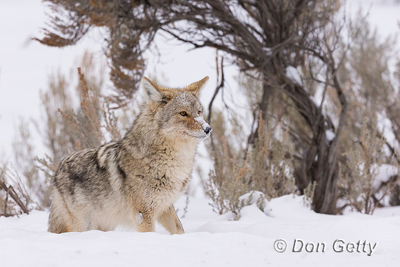 Coyote