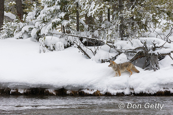 Coyote