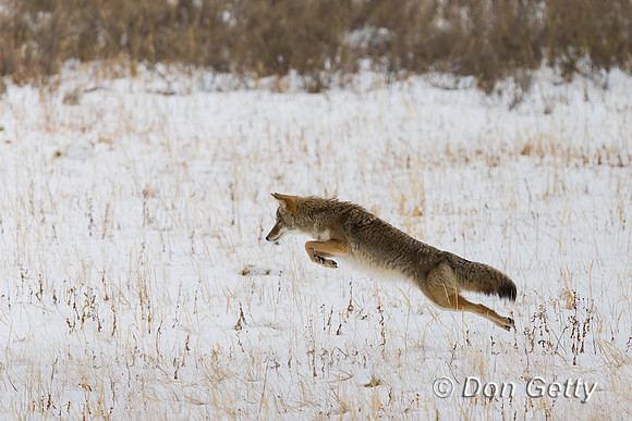 Coyote