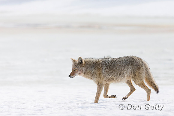 Coyote
