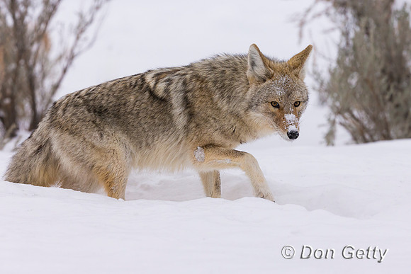 Coyote