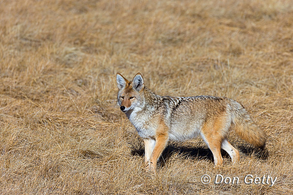 Coyote