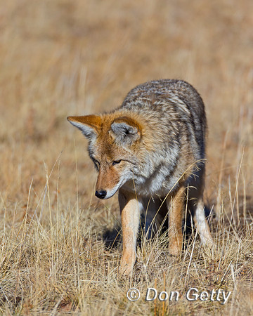 Coyote
