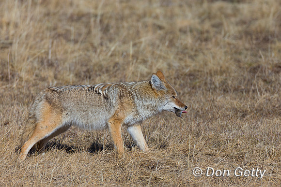 Coyote