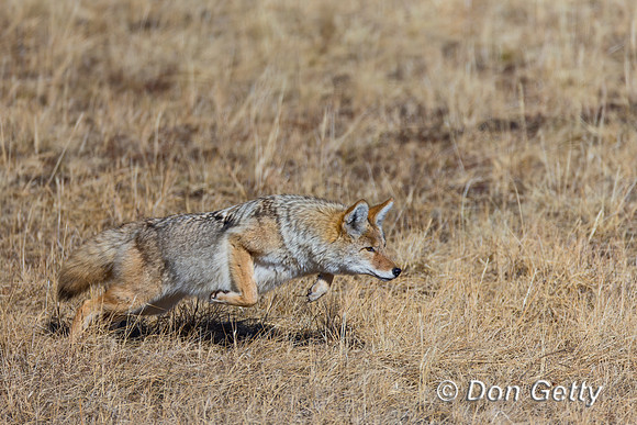 Coyote