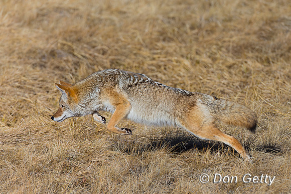 Coyote