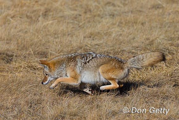 Coyote