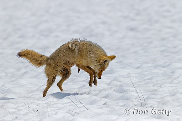 Coyote