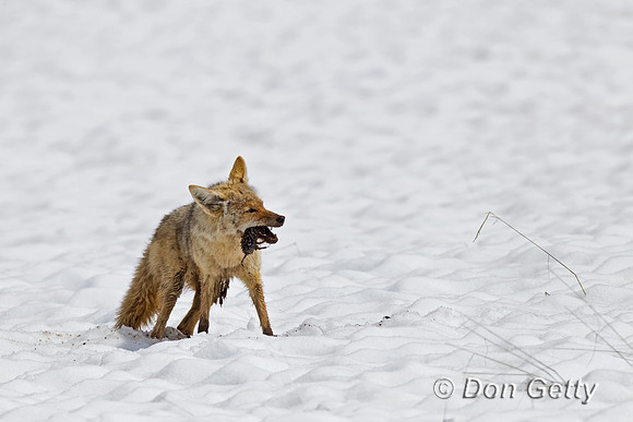 Coyote