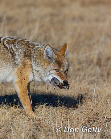Coyote