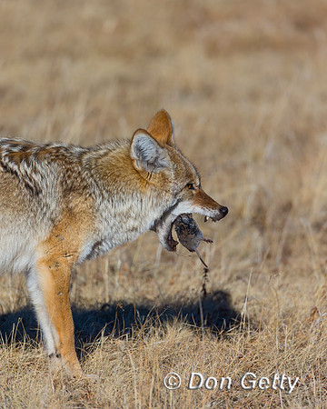 Coyote
