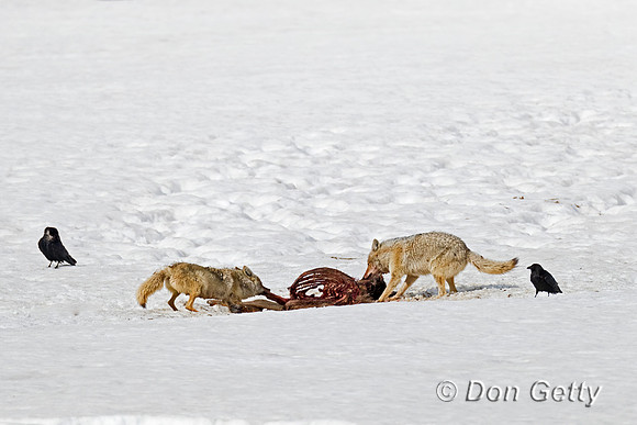 Coyote