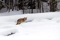 Coyote