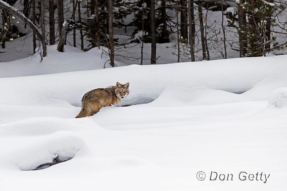 Coyote