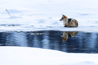 Coyote