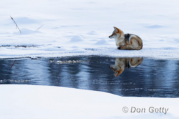 Coyote