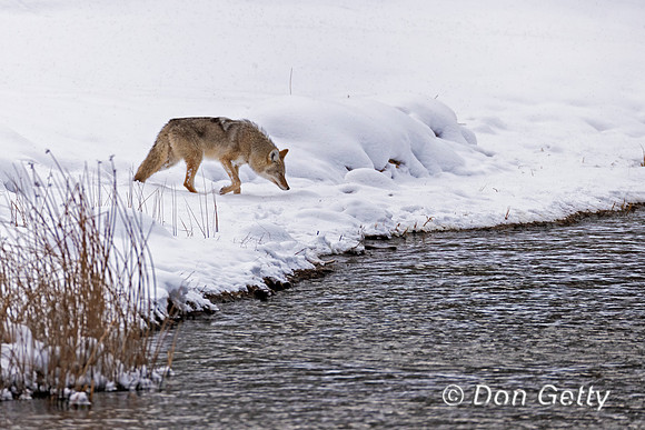 Coyote