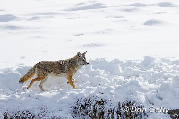Coyote