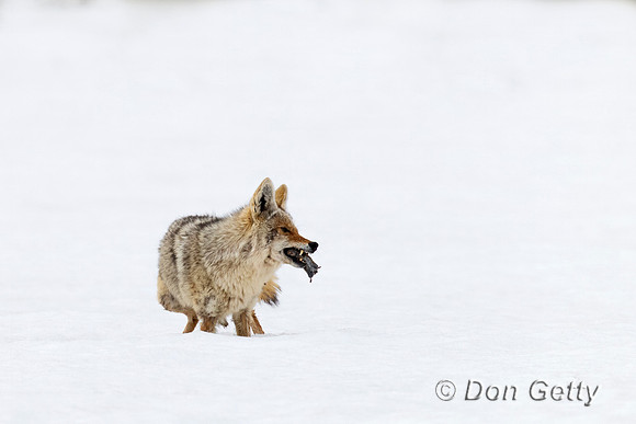 Coyote