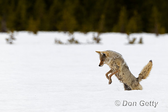 Coyote
