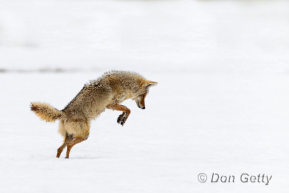 Coyote