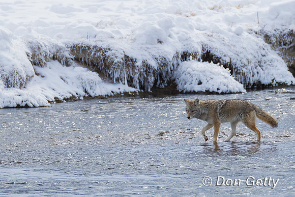 Coyote