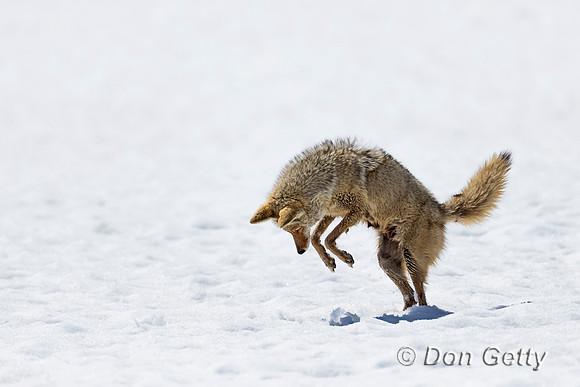 Coyote