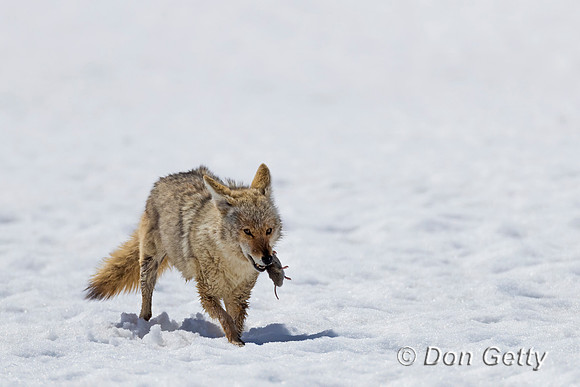 Coyote