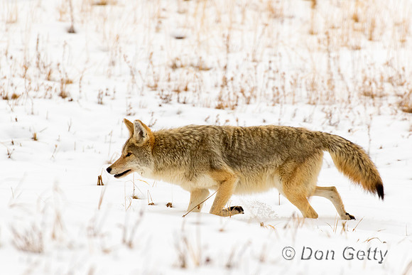 Coyote