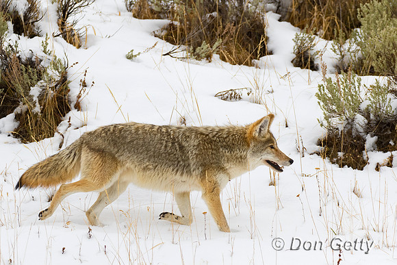 Coyote