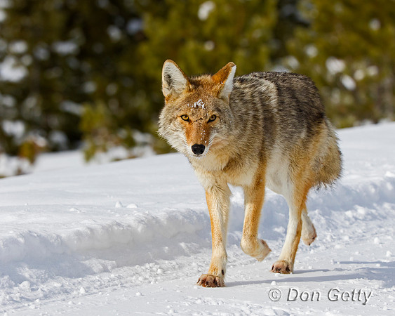 Coyote