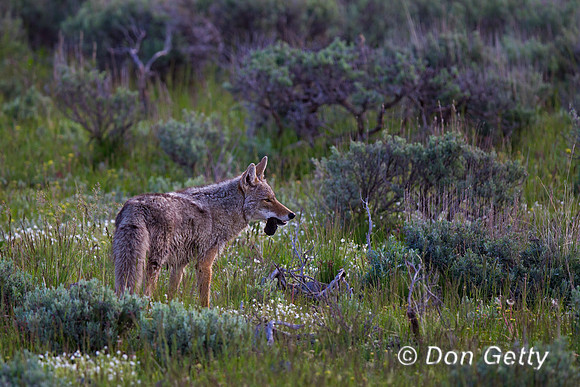 Coyote_BZ2F3371