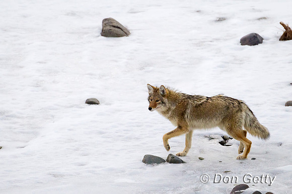 Coyote_Z2F8157-2