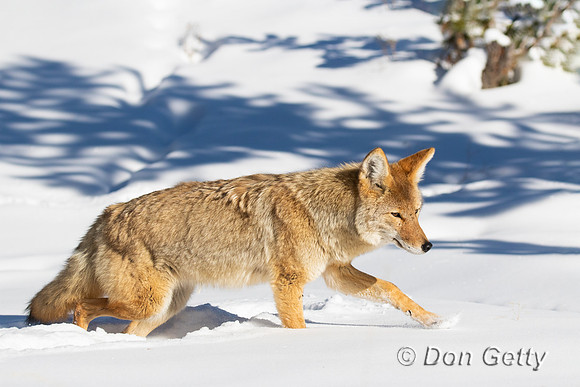 Coyote