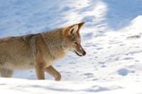 Coyote