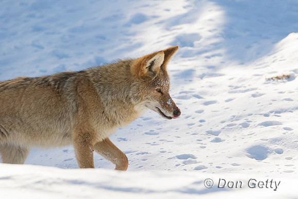 Coyote